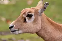 Kopf einer Hirschziegenantilope.