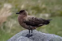 Eine Gro�e Raubm�we auf der Insel Runde in Westnorwegen; 10.06.2005