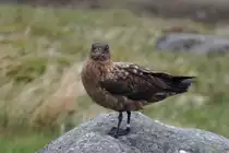 Eine Gro�e Raubm�we auf der Insel Runde in Westnorwegen; 10.06.2005