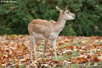 Hirschziegenantilope.