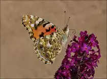 . Impressionen eines Distelfalters (Vanessa cardui) - Mit geschlossenen Fl�geln und eingerolltem R�ssel legt der sch�ne Schmetterling eine kurze Pause ein. 13.08.2013 (Jeanny)
