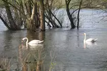 Schw�ne auf der hochwasserf�hrenden Warthe (KOSTRZYN nad Odrą, Powiat Gorz�w/Polen, 26.04.2013)