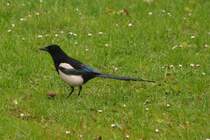 Elster (POZNAŃ/Polen, 29.04.2013)