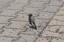 Bachstelze auf einem Parkplatz in Berlin-Pankow (BERLIN/Deutschland, 30.04.2013) -- Dank an Rainer Ullrich aus Freiburg im Breisgau fr den Hinweis