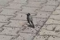 Bachstelze auf einem Parkplatz in Berlin-Pankow (BERLIN/Deutschland, 30.04.2013) -- Dank an Rainer Ullrich aus Freiburg im Breisgau f�r den Hinweis