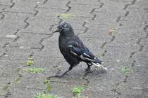 etwas zerrupfte Dohle stolziert auf dem Bahnsteig (LEER/Ostfriesland, Landkreis Leer/Deutschland, 18.08.2013)