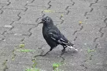 etwas zerrupfte Dohle stolziert auf dem Bahnsteig (LEER/Ostfriesland, Landkreis Leer/Deutschland, 18.08.2013)