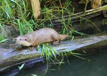 Fischotter in Mainleus am 21.08.2013.