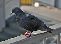  Hamburger  Taube an den Landungsbrcken - 12.07.2013