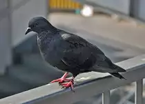  Hamburger  Taube an den Landungsbr�cken - 12.07.2013