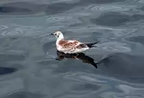 Junge M�we in der Binnenalster - Hamburg 15.07.2013