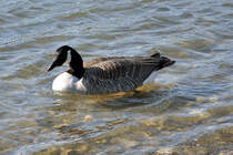 Kanadagans am Rheinufer bei Beuel - 04.03.2013