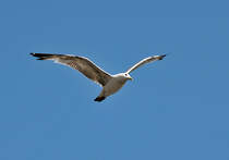 Mwe im Hamburger Hafen - 12.07.2013