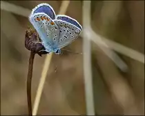 . Das M�nnchen des Hauhechel-Bl�ulings (Polyommatus icarus) mit geschlossenen Fl�geln. 25.07.2013 (Jeanny)