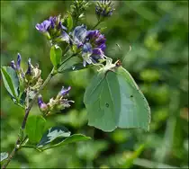 . Zitronenfalter Weibchen (Gonepteryx rhamni). 21.08.2013 (Jeanny)