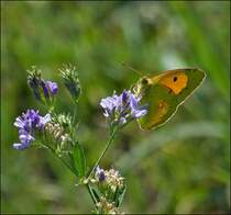 . Ein uerst seltener Gast in unseren Breitengraden, ein Postillon Mnnchen (Colias croceus) beim Nektarnaschen in Grevenmacher (Luxemburg). 21.08.2013 (Jeanny)             