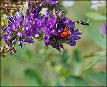 . Strenfried. 21.08.2013 (Jeanny)