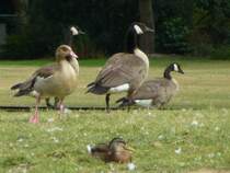 Was ist denn da rechts??

Aufgenommen am 20.08.2013.
