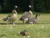 Was ist denn da rechts??

Aufgenommen am 20.08.2013.
