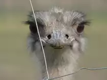 Strau� - auf einer Strau�enfarm bei F�rstenwalde (Spree). 2005