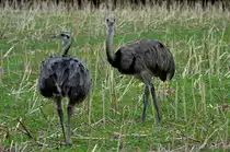 Zwei Nandu-Hennen auf einem Feld bei Schattin; 27.08.2013
