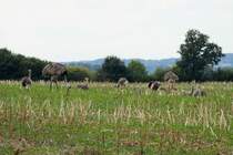 Ein Nandu-Hahn mit seinen 10 Kken auf einem Feld bei Schattin; 27.08.2013