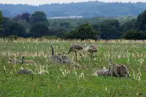 Ein Nandu-Hahn mit seinen 10 K�ken auf einem Feld bei Schattin; 27.08.2013