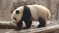 Pandabr in Peking am 3.3.2009