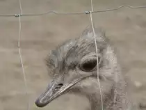 Ein nachdenklicher Strau� bei F�rstenwalde, 2005