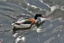 Brandente im Alsterfleet in Hamburg - 13.07.2013