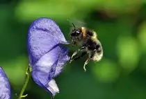 Hummel kurz vor der Landung auf Gartenbl�te - 06.07.2013
