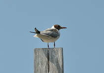 Mwe als  Pfahlsitzer  im Hamburger Hafen - 13.07.2013