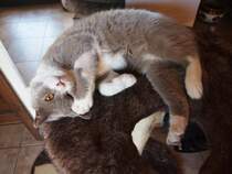 Meine Britische Kater Bert(Bubble Hairy Bears) am 1. 8. 2013. 18 Monate alt.