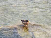 Eine Stockente am Rheinfall in Schaffhausen :)