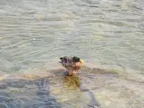 Eine Stockente am Rheinfall in Schaffhausen :)