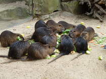 Familie Nutria (Sumpfbiber, Myocastor coypus) am reich gedeckten Mittagstisch. Foto:Zoologischer Garten Berlin, 04.09.2013