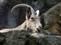 Sibirischer Steinbock. Ein Portrt. Foto:Zoologischer Garten Berlin, 04.09.2013