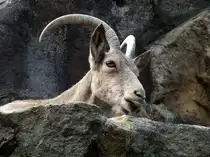 Sibirischer Steinbock. Ein Portr�t. Foto:Zoologischer Garten Berlin, 04.09.2013