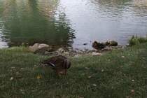 Zwei Stockenten am 02.09.2013 an der Wiesent in Ebermannstadt.