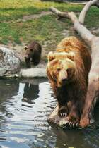 Brin mit Jungtier im Tierpark