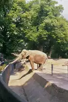 Elefant beim F�ttern im Tierpark