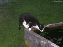 Was guckst du…? Hofkatze auf einem Bauernhof in Schweineberg (Oberallgu, Juli 2008)