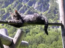 Junge Katze an der Alpe Oberau - hinter Spielmannsau im Trettachtal gelegen - springt auf ein Kletterger�st f�r die Kinder herum (Oberallg�u, Juli 2008)