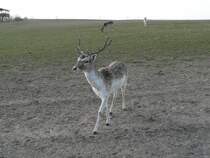 Skeptisch blickender Hirsch im Damwildgehege Gut Hirschaue bei Frstenwalde. 2005