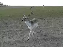 Skeptisch blickender Hirsch im Damwildgehege Gut Hirschaue bei F�rstenwalde. 2005