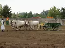 Ungarische-Graurinder bei einer Vorf�hrung auf einem Reiterhof; 130826