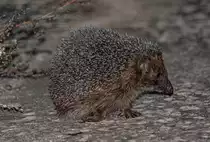 Anscheinend hat dieser Igel in der Dunkelheit etwas Interessantes entdeckt. - 14.09.2013