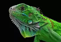 Junger Gr�ner Leguan