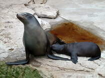 Kalifornische Seelwen. (Zalophus californianus) Das Jungtier wurde mit drei anderen Jungtieren zwischen dem 8. Juni und 22. Juni 2013 geboren. Die Jungtiere sind fr ca. 6 Monate auf die Milch der Mtter angewiesen. Erst danach wird feste Nahrung aufgenommen. Foto:Zoologischer Garten Berlin, 15.09.2013