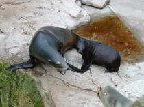 Kalifornische Seelwen. (Zalophus californianus) Das Jungtier wurde mit drei anderen Jungtieren zwischen dem 8. Juni und 22. Juni 2013 geboren. Die Jungtiere sind fr ca. 6 Monate auf die Milch der Mtter angewiesen. Erst danach wird feste Nahrung aufgenommen. Das Muttertier verschafft sich hier, mit lautem Bellen, etwas Respeckt gegenber einem Strer. Foto:Zoologischer Garten Berlin, 15.09.2013 